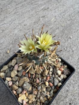 Turbinicarpus flaviflorus gelb